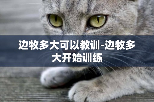 邊牧多大可以教訓-邊牧多大開始訓練