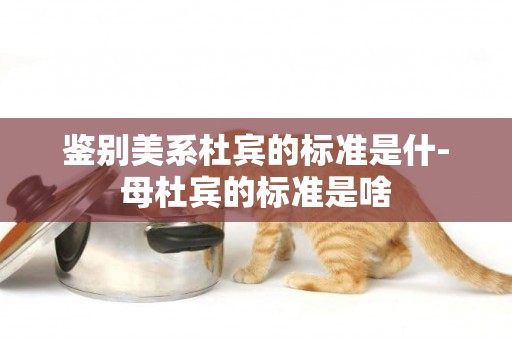 鑒別美系杜賓的標準是什-母杜賓的標準是啥