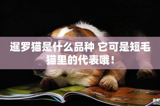 暹羅貓是什么品種 它可是短毛貓里的代表哦！