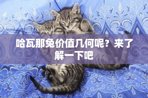 哈瓦那兔價值幾何呢？來了解一下吧