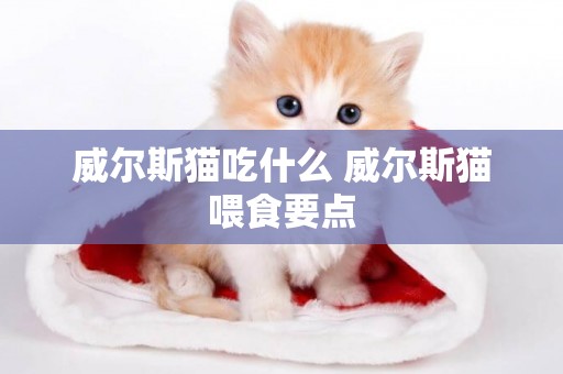 威爾斯貓吃什么 威爾斯貓喂食要點