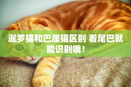 暹羅貓和巴厘貓區別 看尾巴就能識別哦！