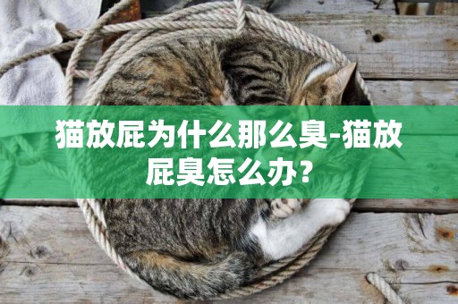 貓放屁為什么那么臭-貓放屁臭怎么辦？