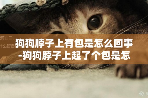 狗狗脖子上有包是怎么回事-狗狗脖子上起了個包是怎么回事？