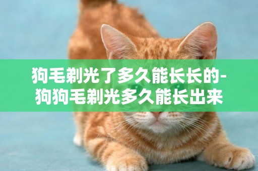 狗毛剃光了多久能長長的-狗狗毛剃光多久能長出來