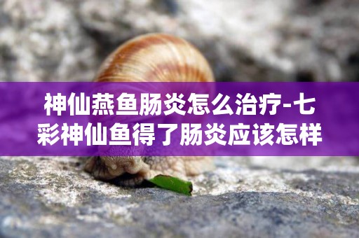 神仙燕魚腸炎怎么治療-七彩神仙魚得了腸炎應該怎樣治療？