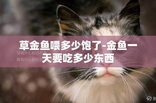 草金魚喂多少飽了-金魚一天要吃多少東西