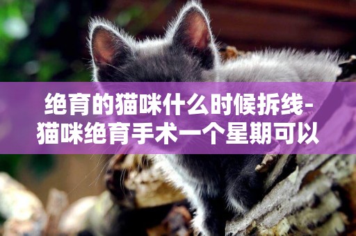 絕育的貓咪什么時候拆線-貓咪絕育手術一個星期可以拆線了嗎