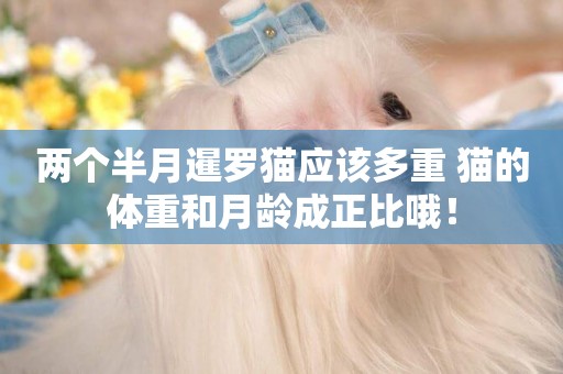 兩個半月暹羅貓應該多重 貓的體重和月齡成正比哦！