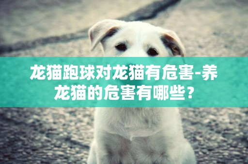 龍貓跑球對龍貓有危害-養龍貓的危害有哪些？