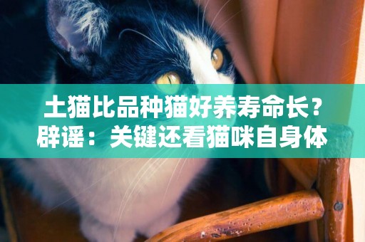 土貓比品種貓好養壽命長？辟謠：關鍵還看貓咪自身體質和喂養方法 