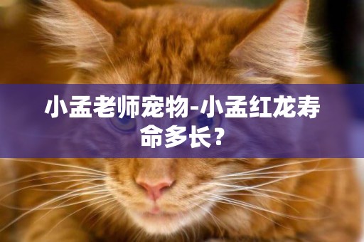 小孟老師寵物-小孟紅龍壽命多長？