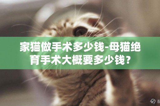 家貓做手術多少錢-母貓絕育手術大概要多少錢？