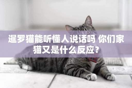 暹羅貓能聽懂人說話嗎 你們家貓又是什么反應？