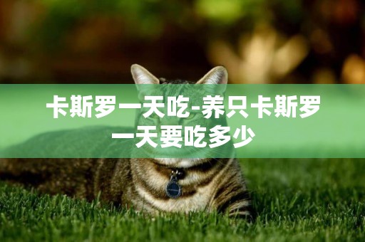 卡斯羅一天吃-養只卡斯羅一天要吃多少