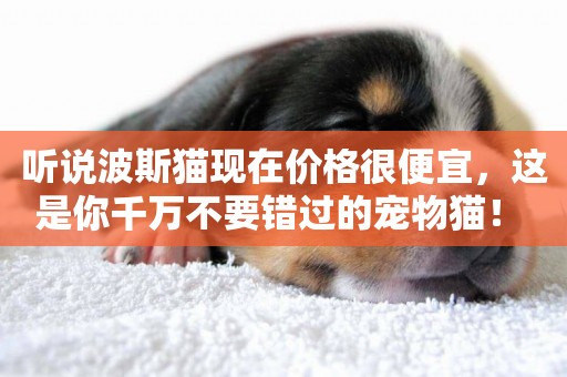 聽說波斯貓現在價格很便宜，這是你千萬不要錯過的寵物貓！ 