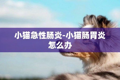 小貓急性腸炎-小貓腸胃炎怎么辦