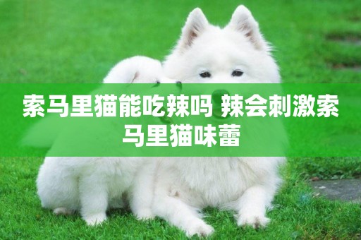 索馬里貓能吃辣嗎 辣會刺激索馬里貓味蕾