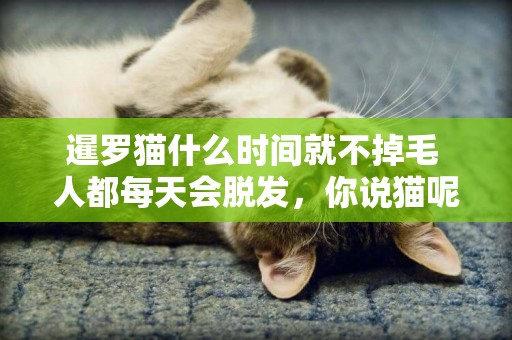 暹羅貓什么時間就不掉毛 人都每天會脫發，你說貓呢？