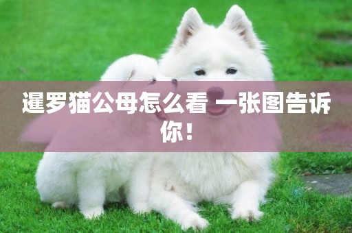 暹羅貓公母怎么看 一張圖告訴你！