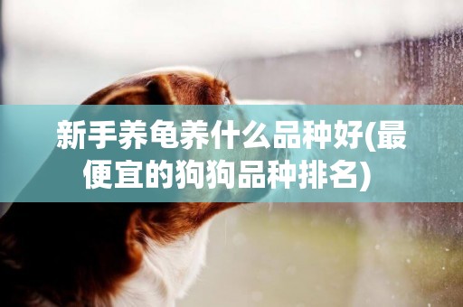 新手養龜養什么品種好(最便宜的狗狗品種排名) 