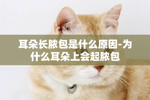 耳朵長膿包是什么原因-為什么耳朵上會起膿包