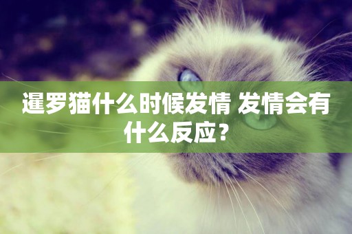 暹羅貓什么時候發情 發情會有什么反應？