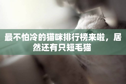 最不怕冷的貓咪排行榜來啦，居然還有只短毛貓 