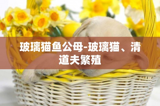 玻璃貓魚公母-玻璃貓、清道夫繁殖