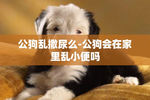 公狗亂撒尿么-公狗會在家里亂小便嗎