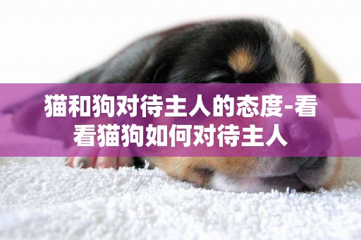 貓和狗對待主人的態度-看看貓狗如何對待主人