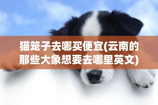 貓籠子去哪買便宜(云南的那些大象想要去哪里英文) 
