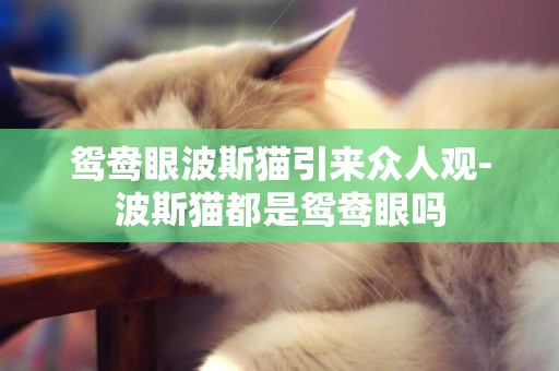 鴛鴦眼波斯貓引來眾人觀-波斯貓都是鴛鴦眼嗎