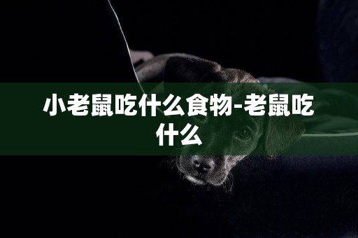 小老鼠吃什么食物-老鼠吃什么