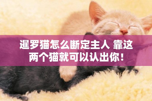 暹羅貓怎么斷定主人 靠這兩個貓就可以認出你! 暹羅貓怎么斷定主人 靠這兩個貓就可以認出你!