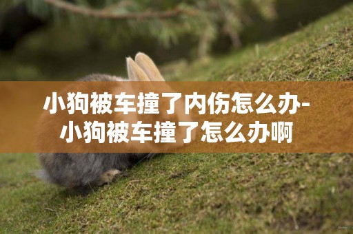 小狗被車撞了內傷怎么辦-小狗被車撞了怎么辦啊