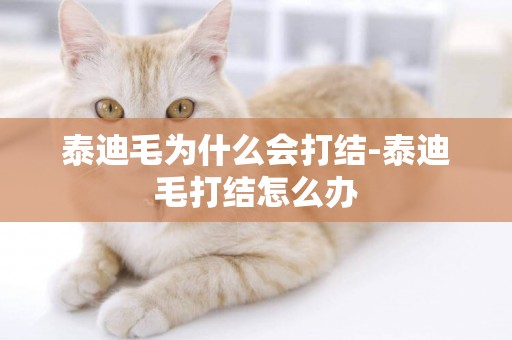 泰迪毛為什么會打結-泰迪毛打結怎么辦