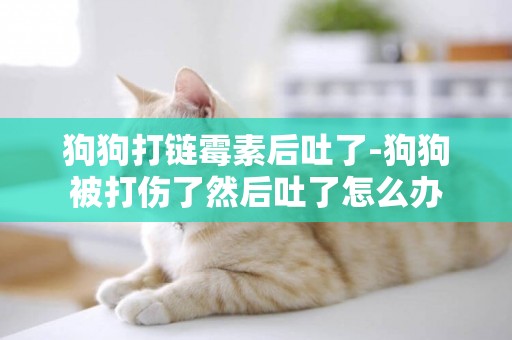 狗狗打鏈霉素后吐了-狗狗被打傷了然后吐了怎么辦