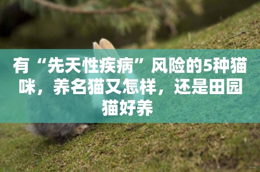 有“先天性疾病”風險的5種貓咪，養名貓又怎樣，還是田園貓好養 
