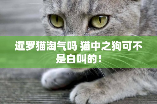 暹羅貓淘氣嗎 貓中之狗可不是白叫的！