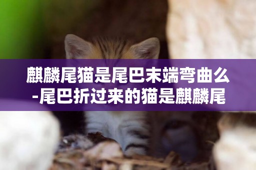 麒麟尾貓是尾巴末端彎曲么-尾巴折過來的貓是麒麟尾貓嗎？