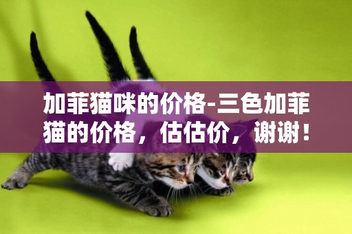 加菲貓咪的價格-三色加菲貓的價格，估估價，謝謝！