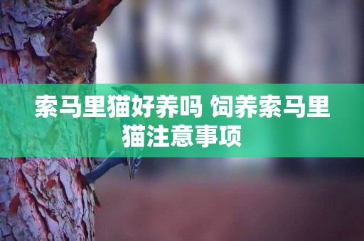 索馬里貓好養嗎 飼養索馬里貓注意事項