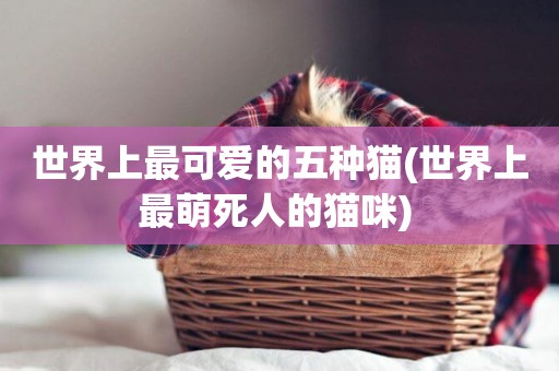 世界上最可愛的五種貓(世界上最萌死人的貓咪) 