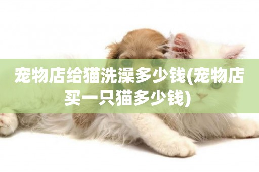寵物店給貓洗澡多少錢(寵物店買一只貓多少錢) 