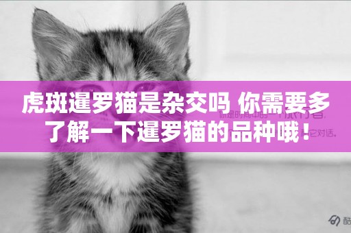 虎斑暹羅貓是雜交嗎 你需要多了解一下暹羅貓的品種哦！