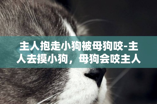 主人抱走小狗被母狗咬-主人去摸小狗，母狗會咬主人嗎