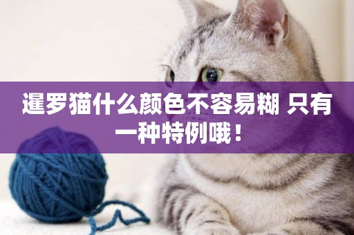暹羅貓什么顏色不容易糊 只有一種特例哦！