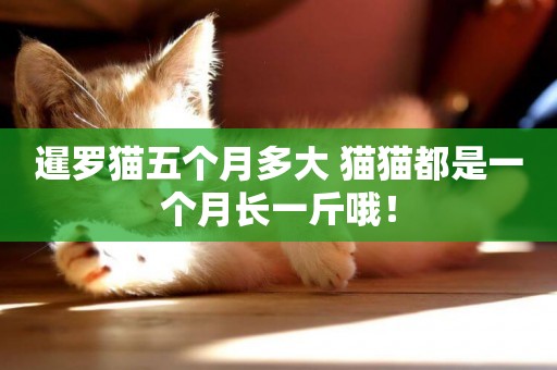 暹羅貓五個月多大 貓貓都是一個月長一斤哦！