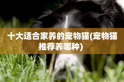 十大適合家養的寵物貓(寵物貓推薦養哪種) 